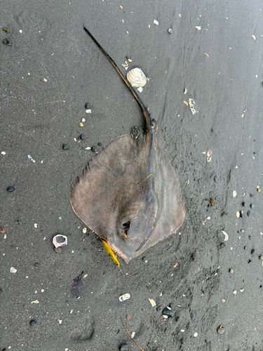 アカエイの釣果