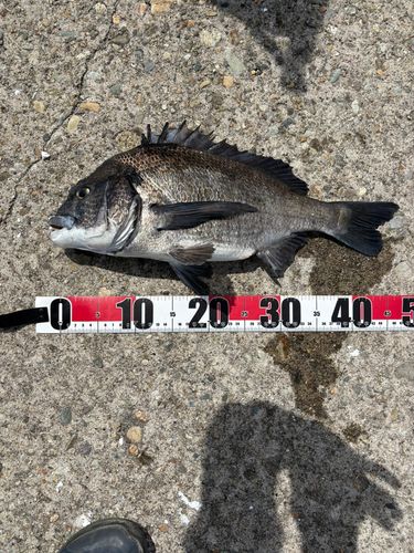 クロダイの釣果