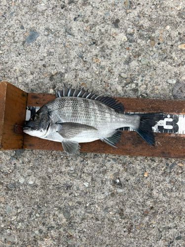 クロダイの釣果