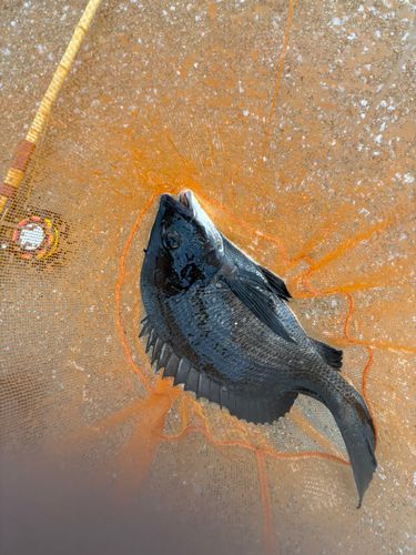 チヌの釣果