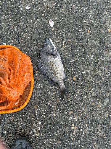 チヌの釣果