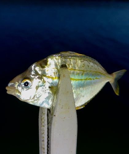ヒイラギの釣果