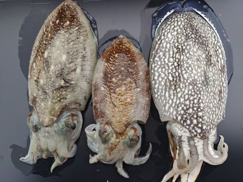 コウイカの釣果