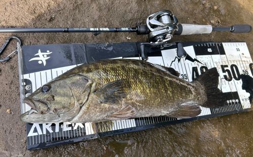スモールマウスバスの釣果