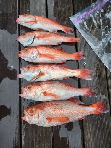 アカムツの釣果