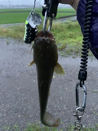 ナマズの釣果