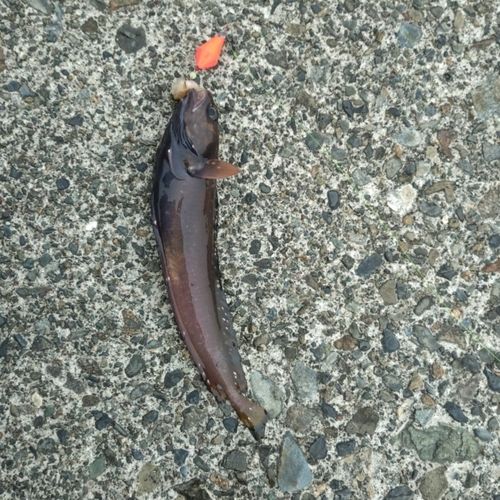 ドンコの釣果