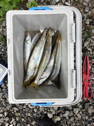 カマスの釣果