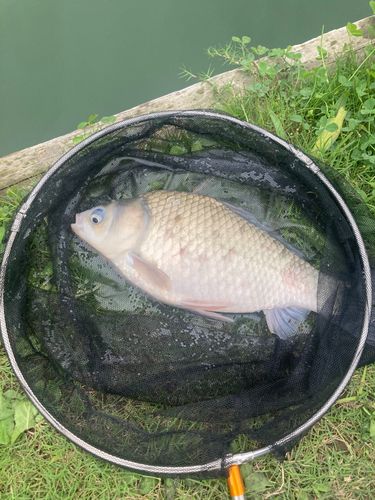 ヘラブナの釣果