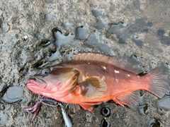 アカハタの釣果