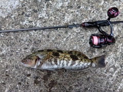 アイナメの釣果