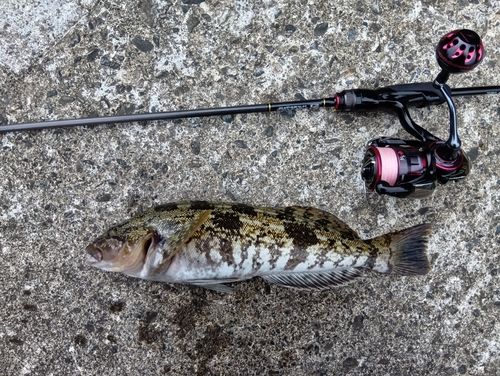 アイナメの釣果