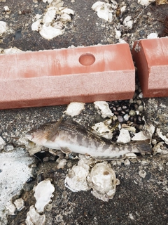 アイナメの釣果