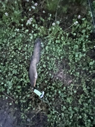 ナマズの釣果