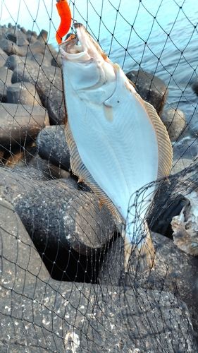 ソゲの釣果