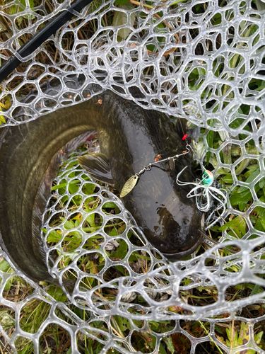 ニホンナマズの釣果