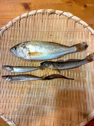 イシモチの釣果