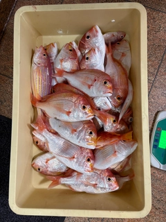レンコダイの釣果
