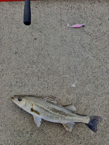 フッコ（タイリクスズキ）の釣果