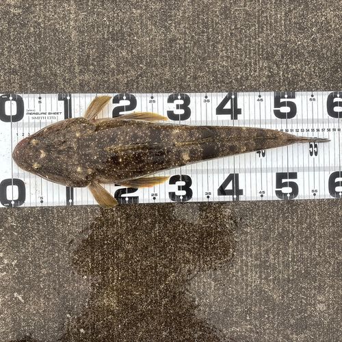 マゴチの釣果
