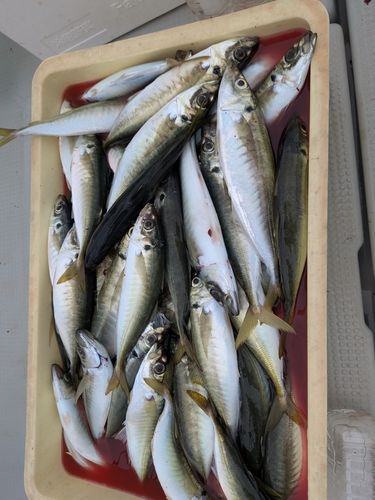 マルアジの釣果