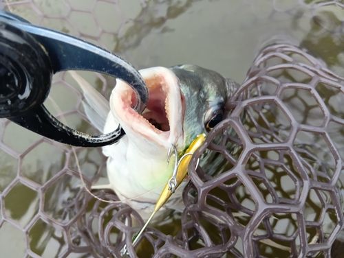 キビレの釣果
