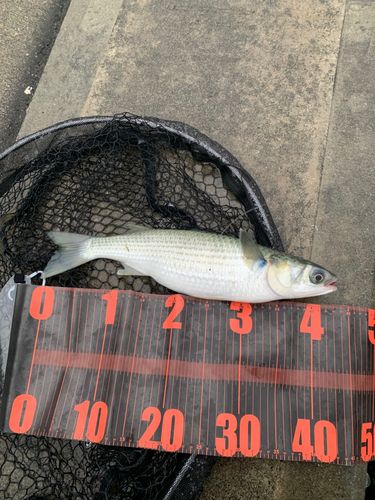 ボラの釣果