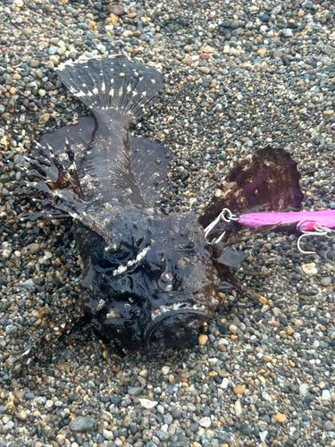 オニオコゼの釣果