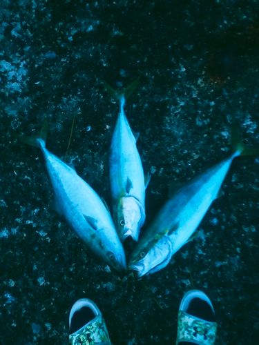 ワラサの釣果