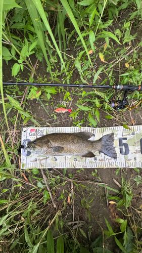 スモールマウスバスの釣果