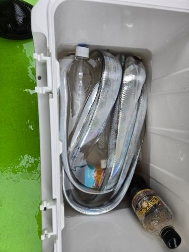 タチウオの釣果