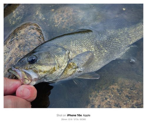 スモールマウスバスの釣果
