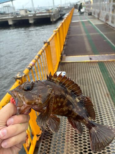 カサゴの釣果