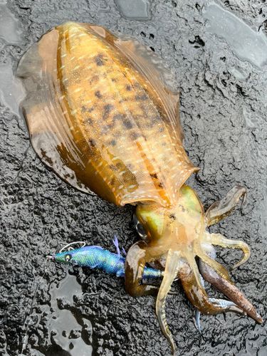 アオリイカの釣果