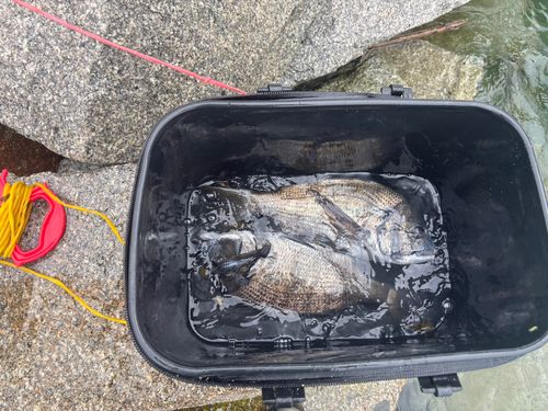 チヌの釣果