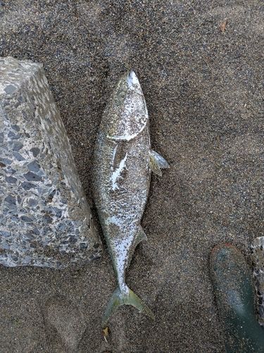 フクラギの釣果