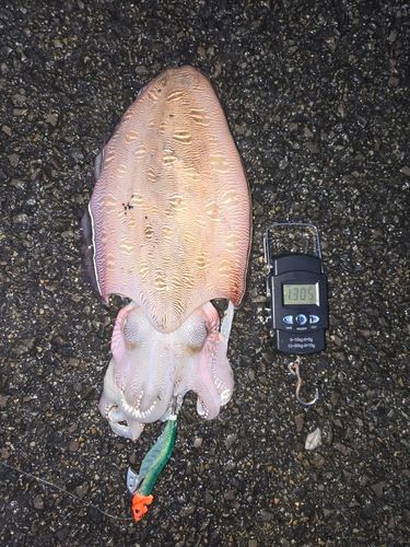 モンゴウイカの釣果