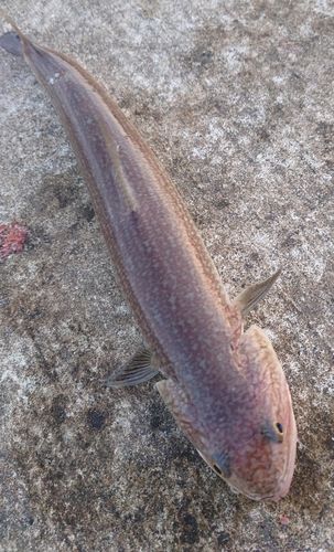 エソの釣果