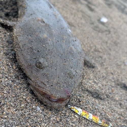 マゴチの釣果