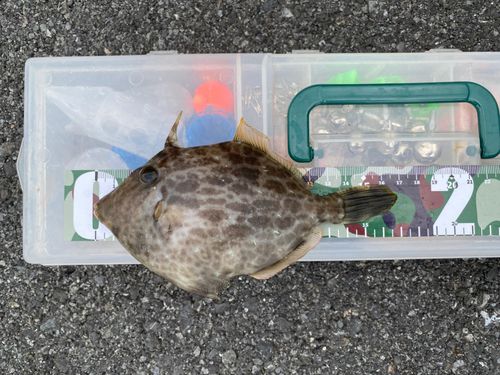 カワハギの釣果