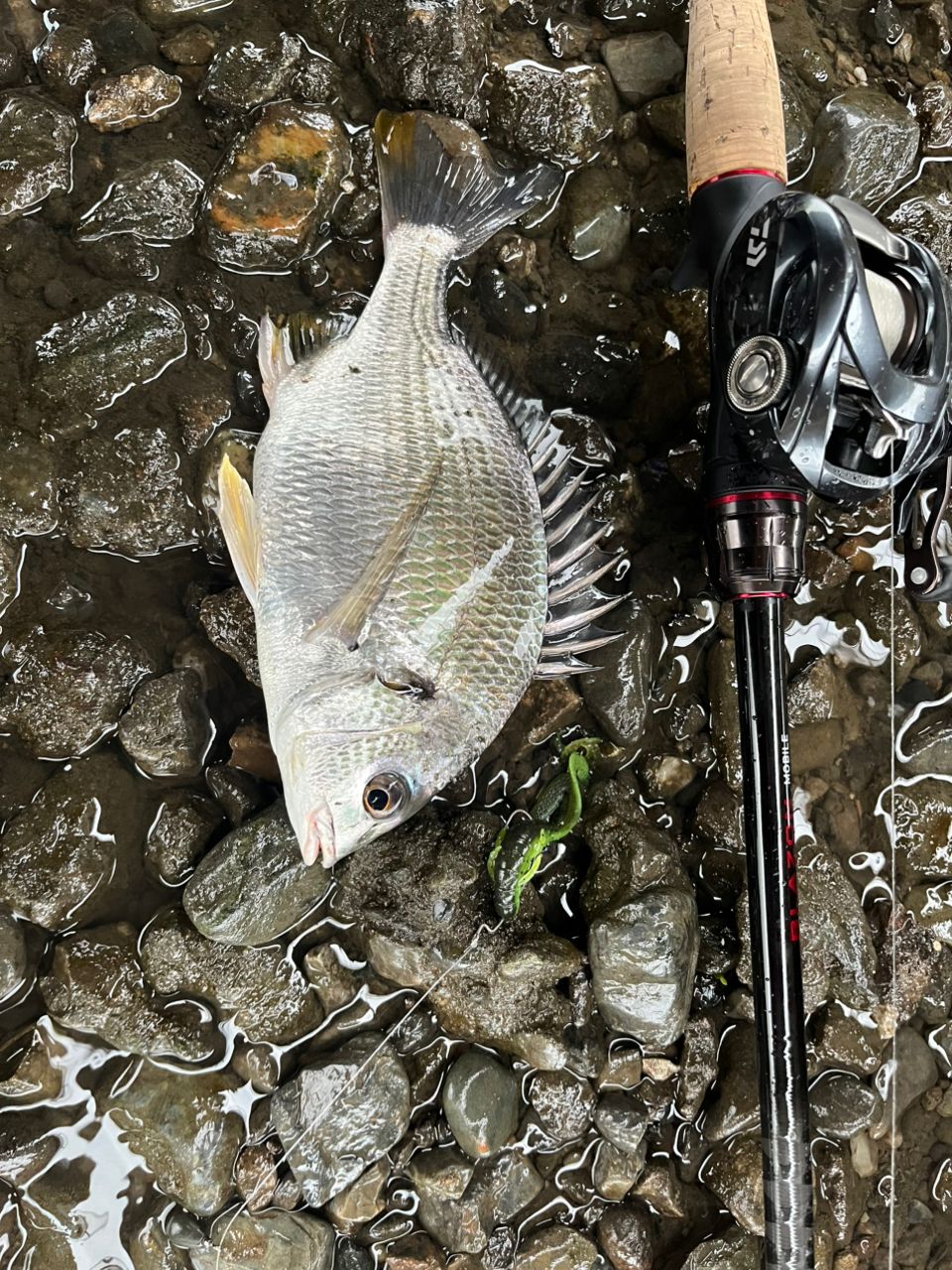 DAIWA 20ブレイゾン モバイル 666TMBの最安値・インプレ・釣果 | 本音