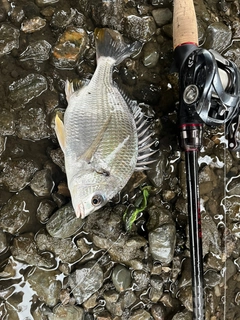 キビレの釣果