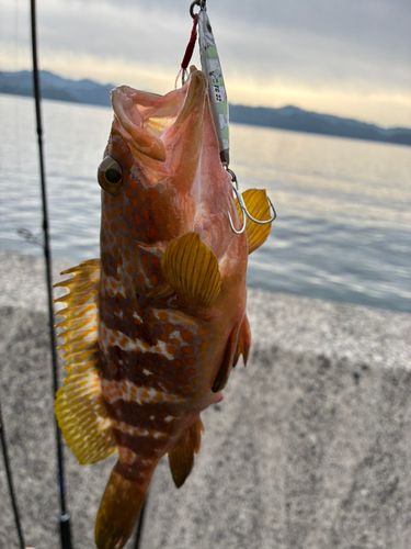 キジハタの釣果