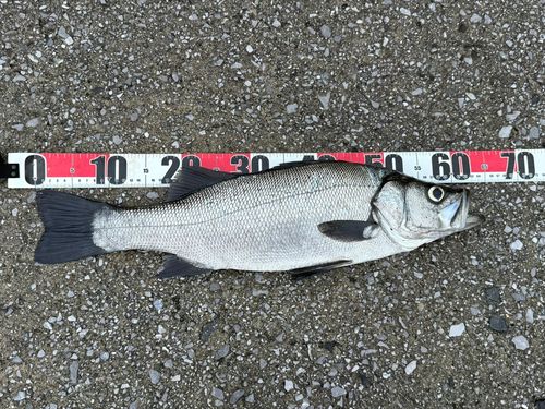 ヒラスズキの釣果