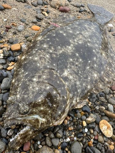 ヒラメの釣果