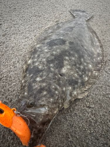 ソゲの釣果