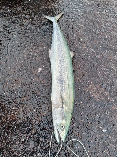 サワラの釣果