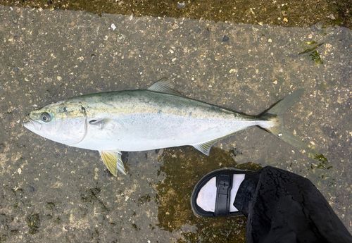 ハマチの釣果