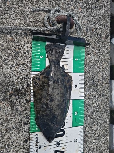 クロガレイの釣果