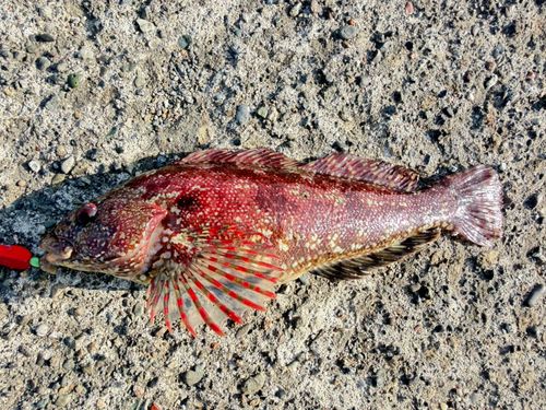 アイナメの釣果